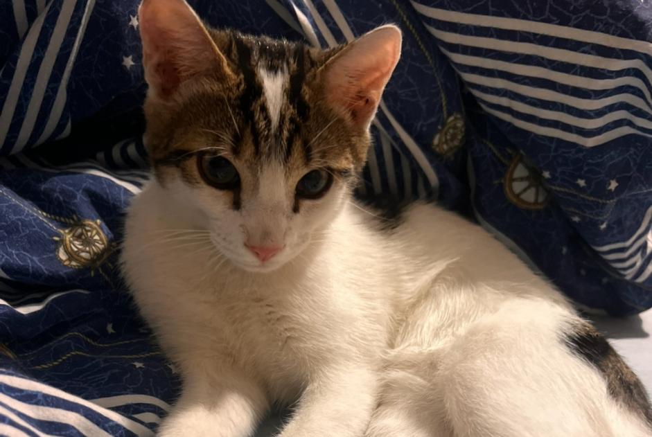Discovery alert Cat Male Vienne France Discovery alert Cat Male Vienne France