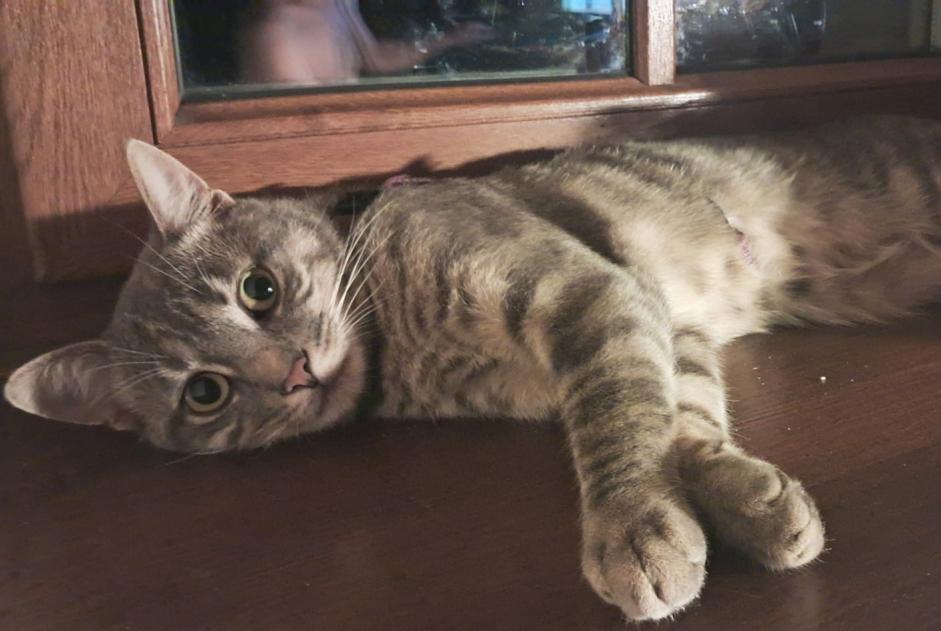 Alerta de Desaparición Gato cruce Macho , 2 años Razès Francia