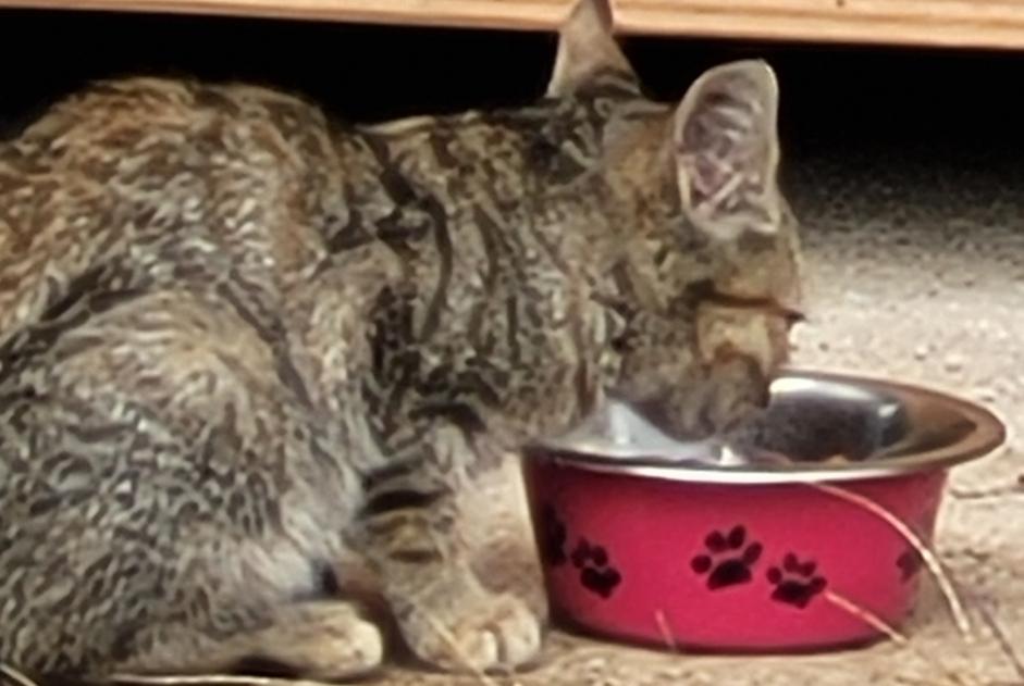 Alerta de Hallazgo Gato Desconocido , Entre 1 y 3 meses Rochechouart Francia