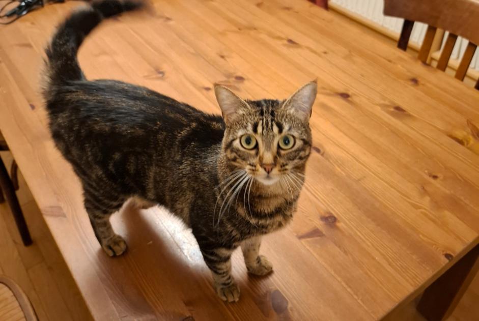 Alerte Disparition Chat Femelle , 2 ans Dijon France