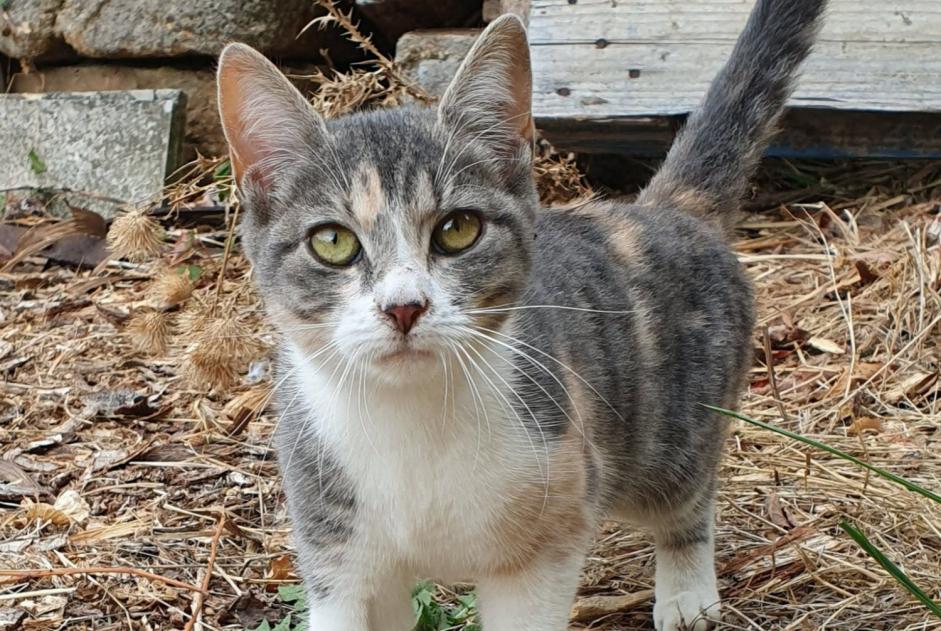 Alerte Découverte Chat Inconnu Saint-Mesmin France