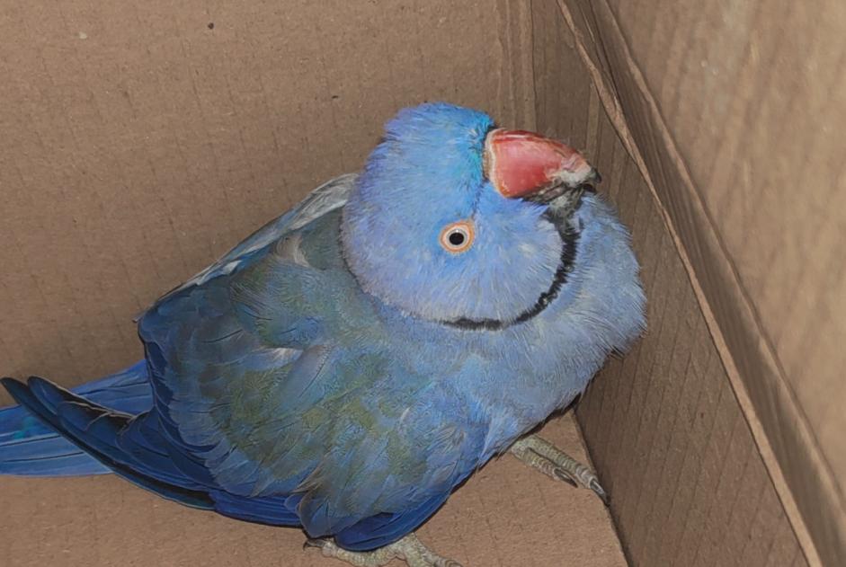 Alerte Découverte Oiseau Inconnu Reims France Alerte Découverte Oiseau Inconnu Reims France