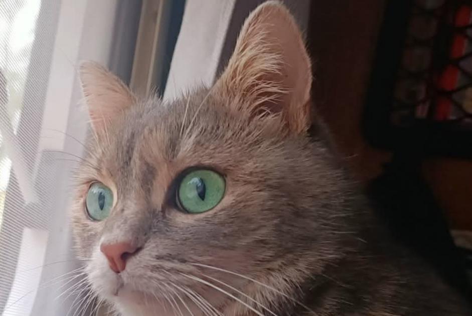 Avviso scomparsa Gatto Femmina , 6 anni Lodève Francia Avviso scomparsa Gatto Femmina , 6 anni Lodève Francia